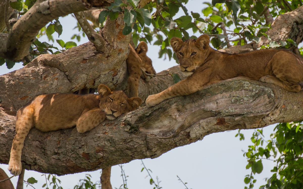 Vogelfreund CCBYSA 3.0